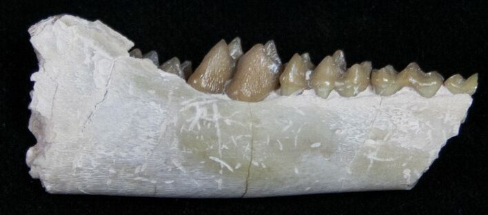 Oligocene Ruminant (Leptomeryx) Jaw Section #10573
